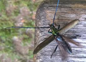 Foto: Great capricorn beetle