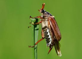 Foto: Common cockchafer