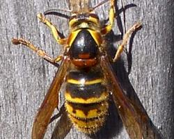 Foto: Median wasp