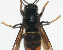 Foto: Asian hornet