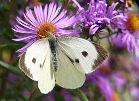 Foto: Large white