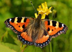 Foto: Small tortoiseshell