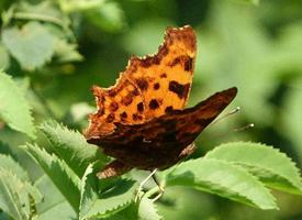 Foto: Comma