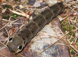 Foto: Elephant hawk moth