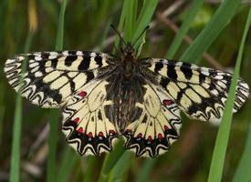 Foto: Southern festoon