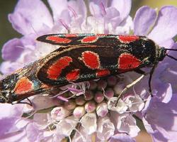 Foto: Crepuscular burnet