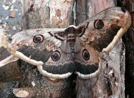 Foto: Giant peacock moth