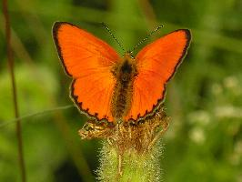 Foto: Scarce copper