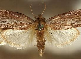 Foto: Greater wax moth