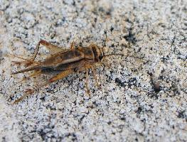 Foto: House cricket