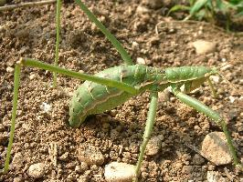 Foto: Predatory bush cricket