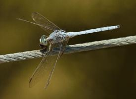 Foto: Southern skimmer