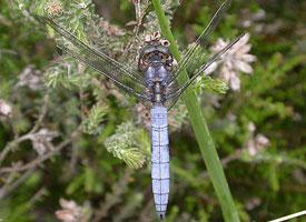 Foto: Keeled skimmer