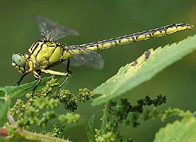 Foto: River clubtail