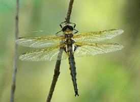 Foto: Eurasian baskettail