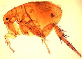 Foto: Oriental rat flea