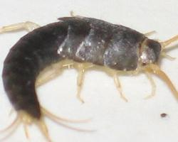 Foto: Silverfish