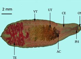 Foto: Chinese liver fluke