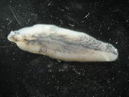 Foto: Common liver fluke