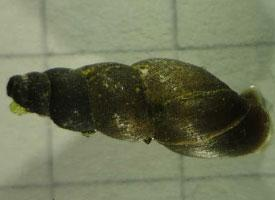 Foto: Pond mud snail