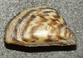 Foto: Zebra mussel