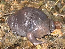 Foto: Purple frog