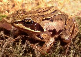 Foto: Moor frog