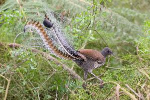 Foto: Superb lyrebird