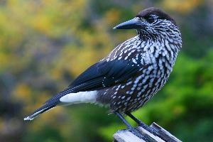 Foto: Spotted nutcracker