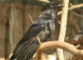 Foto: Common raven