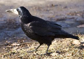 Foto: Rook