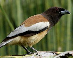 Foto: Rufous treepie