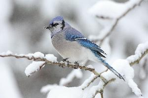 Foto: Blue jay