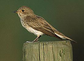 Foto: Spotted flycatcher