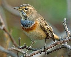 Foto: Bluethroat