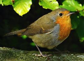 Foto: European robin