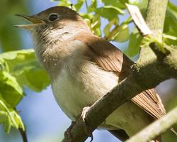 Foto: Common nightingale