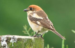 Foto: Woodchat shrike