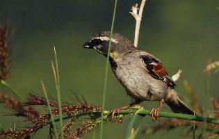 Foto: Dead sea sparrow