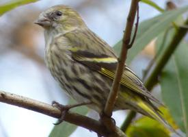 Foto: Eurasian siskin