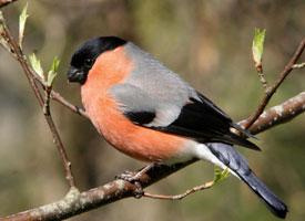 Foto: Eurasian bullfinch