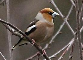 Foto: Hawfinch