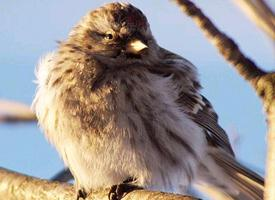 Foto: Arctic redpoll