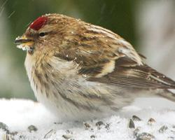 Foto: Common redpoll