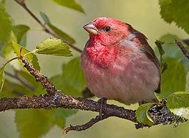 Foto: Common rosefinch