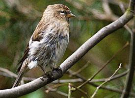 Foto: Lesser redpoll