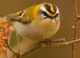 Foto: Common firecrest