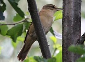 Foto: Great reed warbler