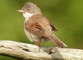 Foto: Common whitethroat