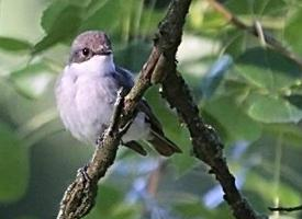 Foto: Lesser whitethroat